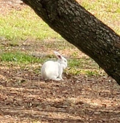 White Rabbit at Park