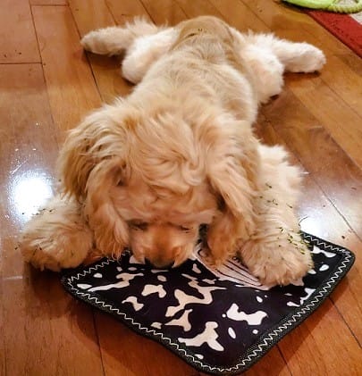Pearl the Dog with her Squeaky Composition Book