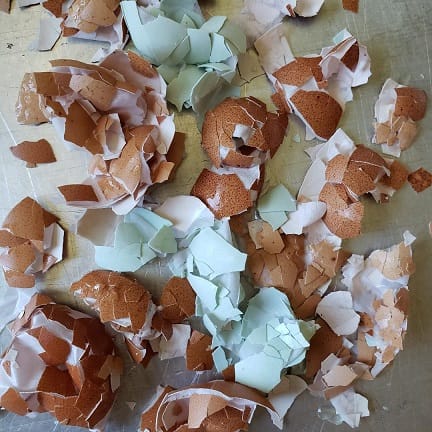 Eggshells