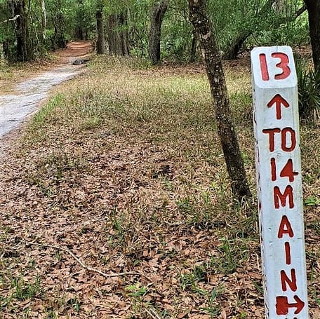 Alligator Up Ahead on Trail