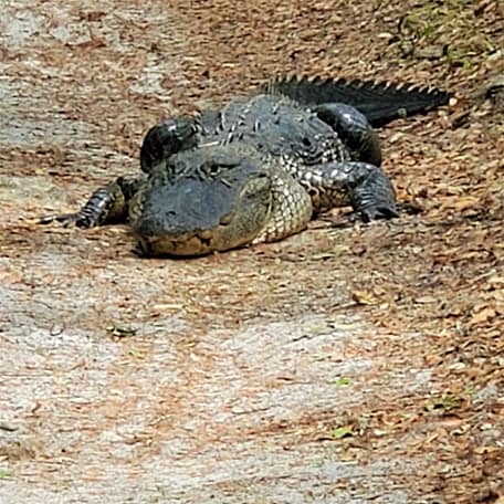 Alligator