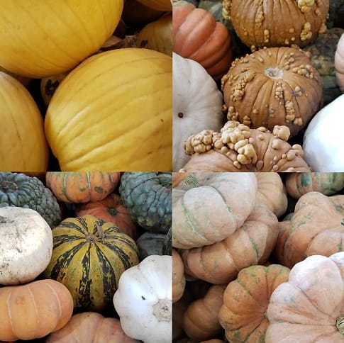 Variety of Pumpkin Pictures
