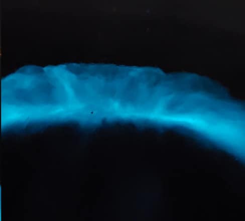 Bioluminescent Plankton in the Water (glowing blue)