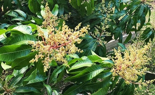 Mango Flowers