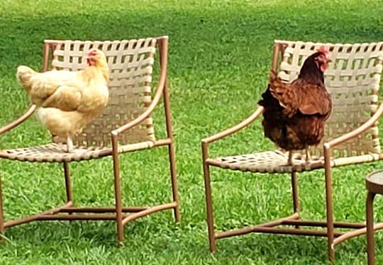 Two Chickens in Two Chairs in a Yard