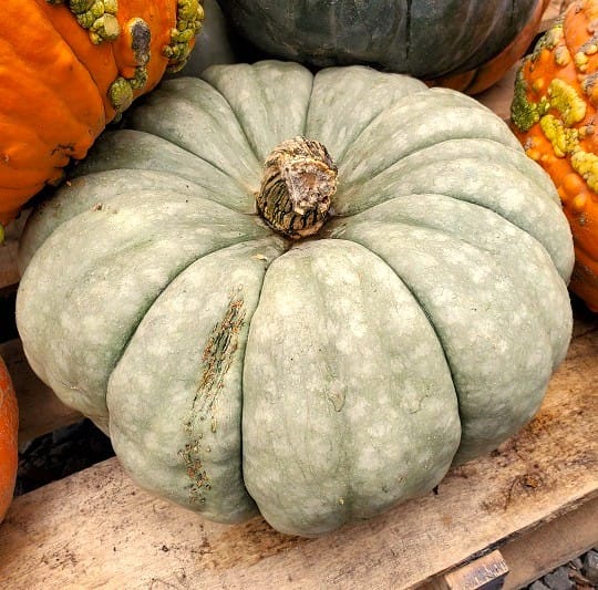 Jarrahdale Pumpkin