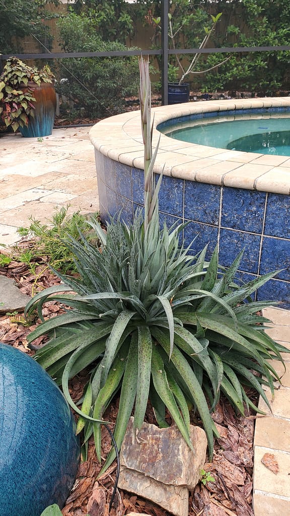 Mangave Plant