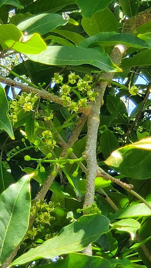 Flowers on White Sapote Fruit Tree