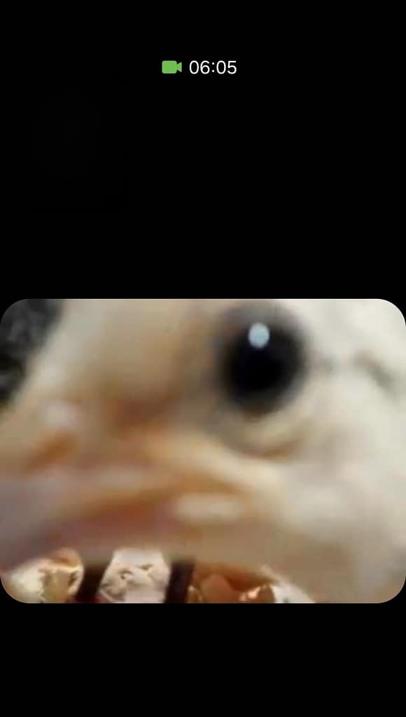 Baby Chick on Phone