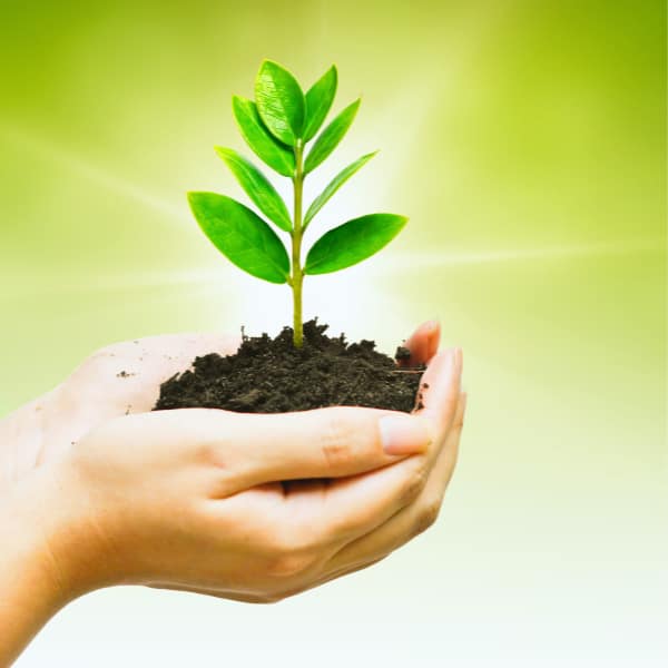 Hands Holding a Baby Tree