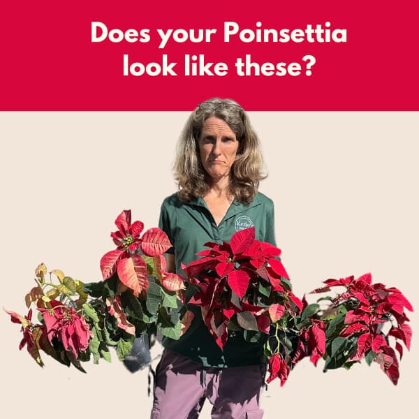 Lady Holding Sad Poinsettia Plants