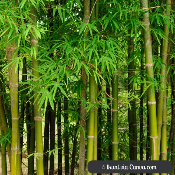 Bamboo