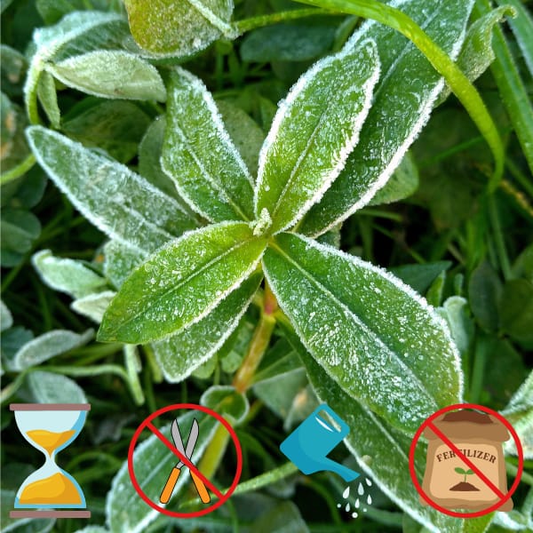 Frost Covered Plant with Hourglass, Pruning Shears Covered by an X, Watering Can, and Fertilizer Bag Covered by an X