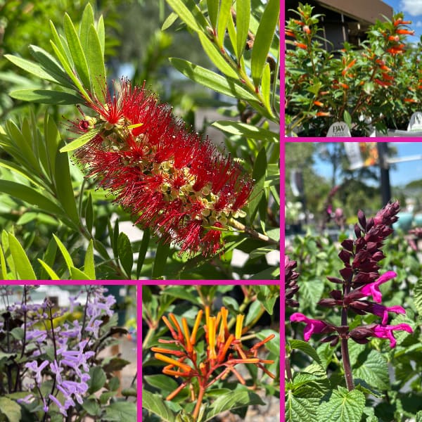 Grid of 5 Plants that Attract Hummingbirds: Bottlebrush, Vermillionaire Cuphea, Rockin' Fuchsia Salvia, Firebush and Mona Lavender