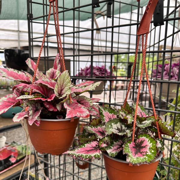 Rex Begonias in Hanging Baskets, colorful houseplants
