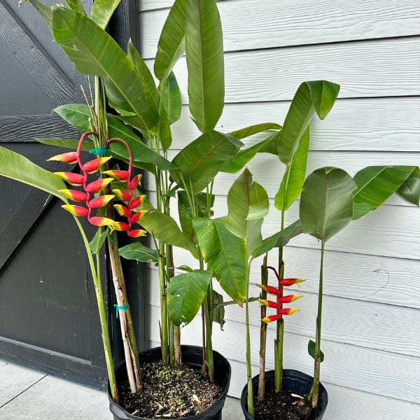 Lobster Claw Heliconia Plants, flowering tropical plants