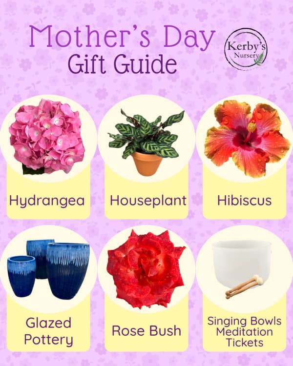 Kerby's Nursery Mother's Day Gift Guide 2026 with Pictures of Hydrangea, Houseplant in Pot, Hibiscus, Glazed Pottery, Rose and Singing Bowl (for upcoming event)