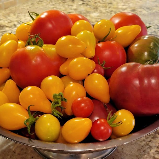 Cherry Tomato Harvest