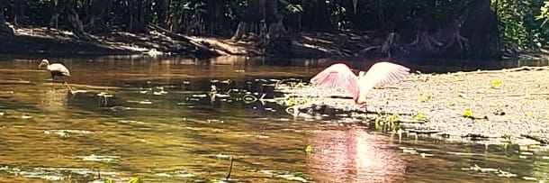 Roseate Spoonbill