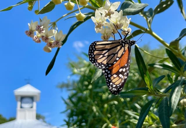 Butterfly Eating Nectar