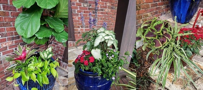 Three Photos with Pots Planted for Fourth of July