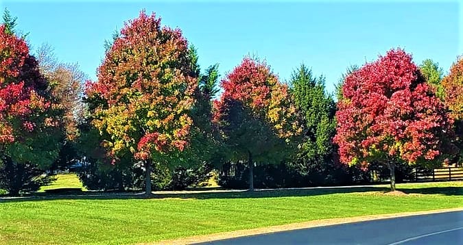 Fall Foliage