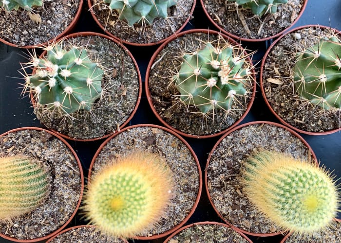 Cactus Plants
