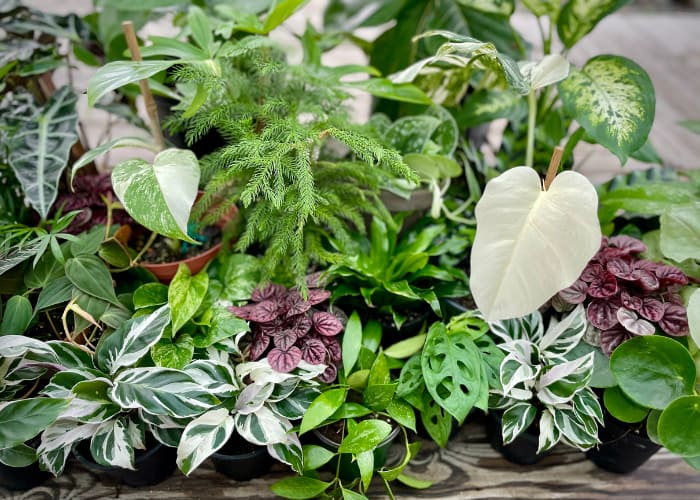 Various Houseplants