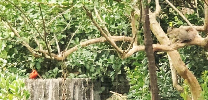 Cardinal and Squirrel in Tree with Bird Feeder