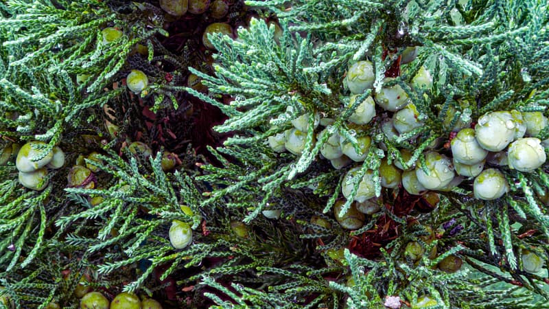 Cedar Tree