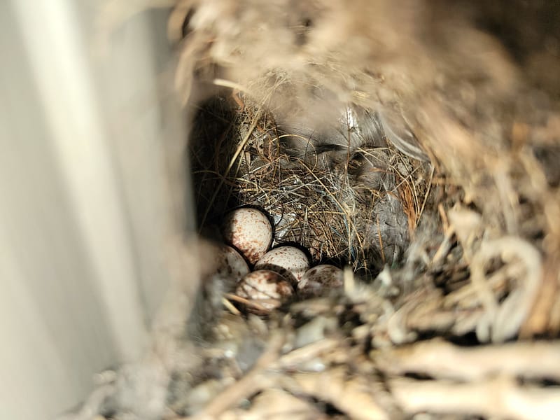 Wren Eggs in a Nest