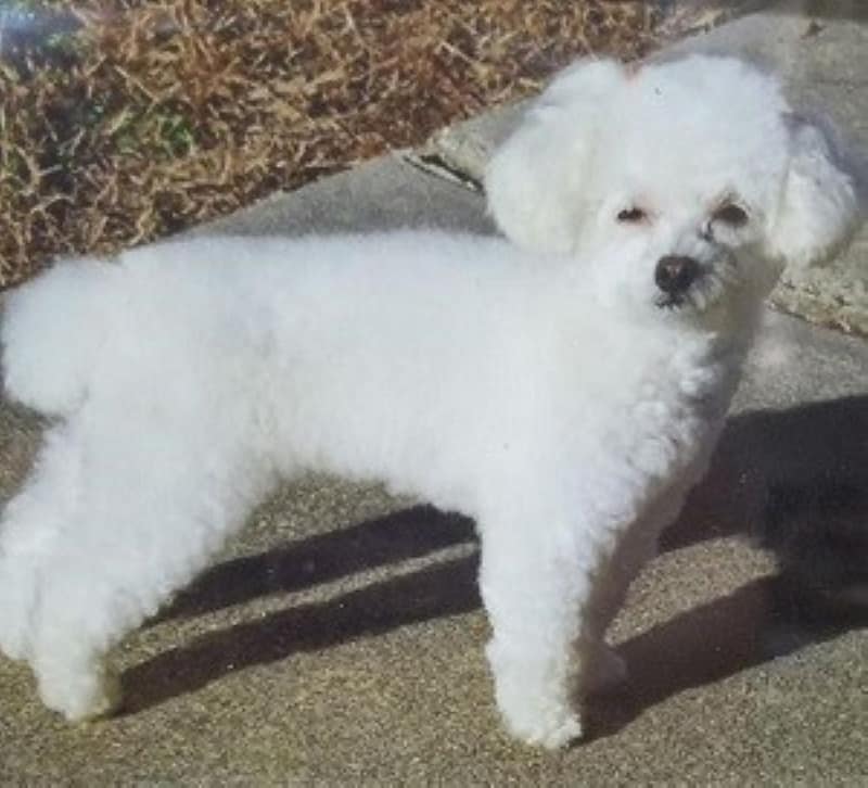 BooBoo the Poodle