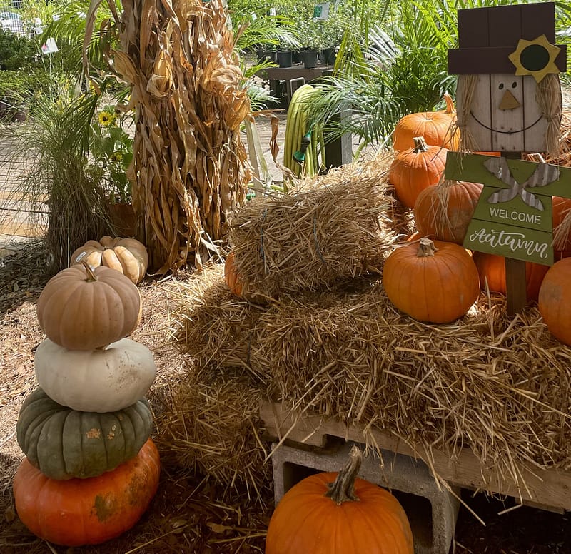 Pumpkin Patch