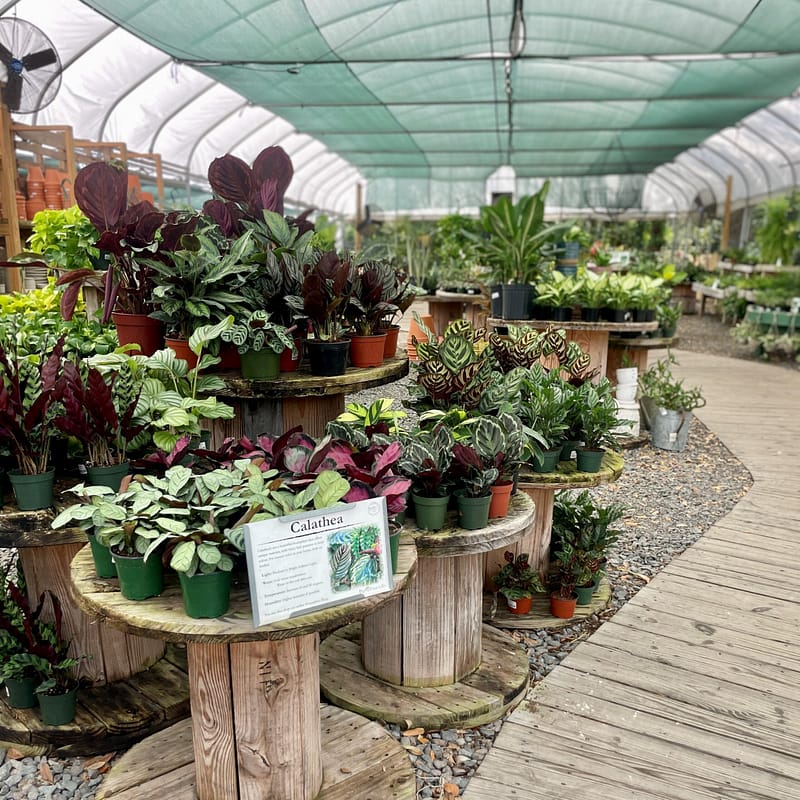 The Kerby's Houseplant Shop