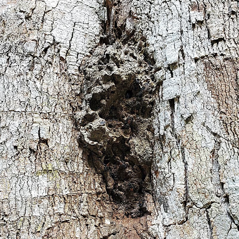 Mayan Stingless Bees' Hive