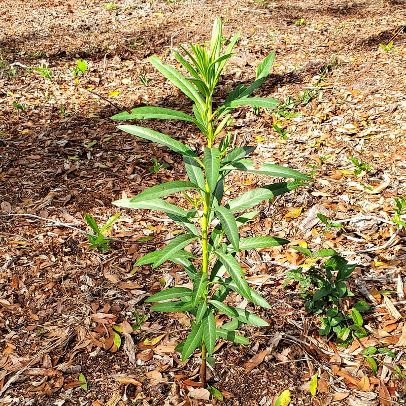 Milkweed Plant