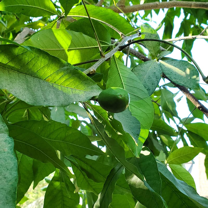 White Sapote Fruit Hanging on Tree