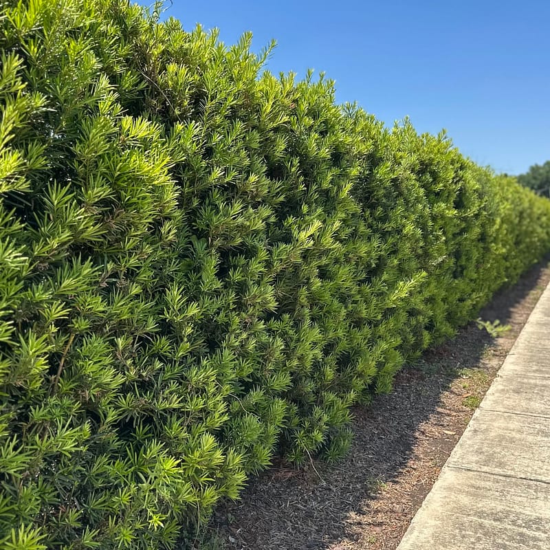 Podocarpus Privacy Hedge