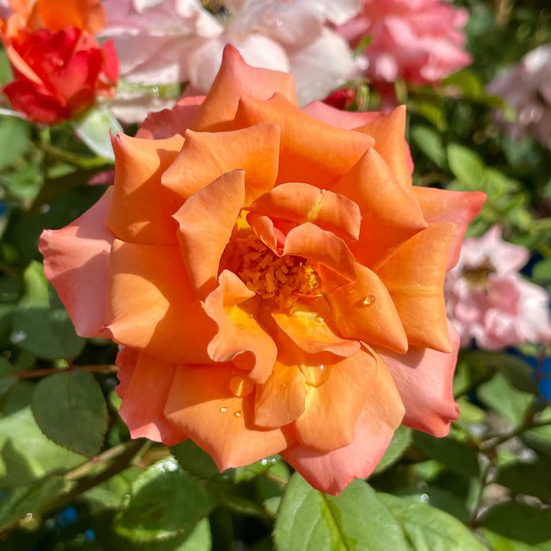 Rose