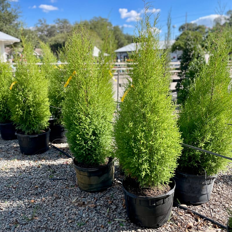 Southern Red Cedar Trees, Florida native trees
