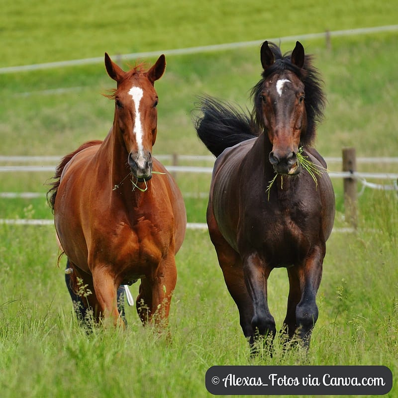 Two Horses Running in a Meadow