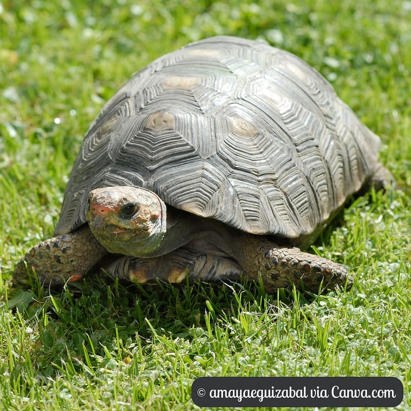 Tortoise in the Grass