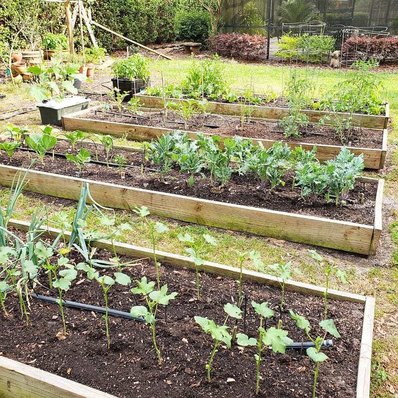 Vegetables Growing in Garden Beds