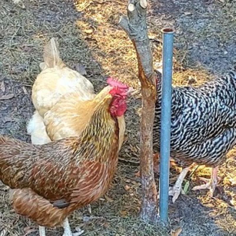 Chickens Pecking a Tree