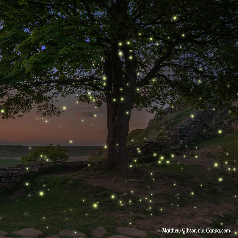 Fireflies Flying Around Big Tree