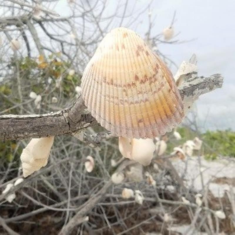 Shells Hanging on Mangrove Branches