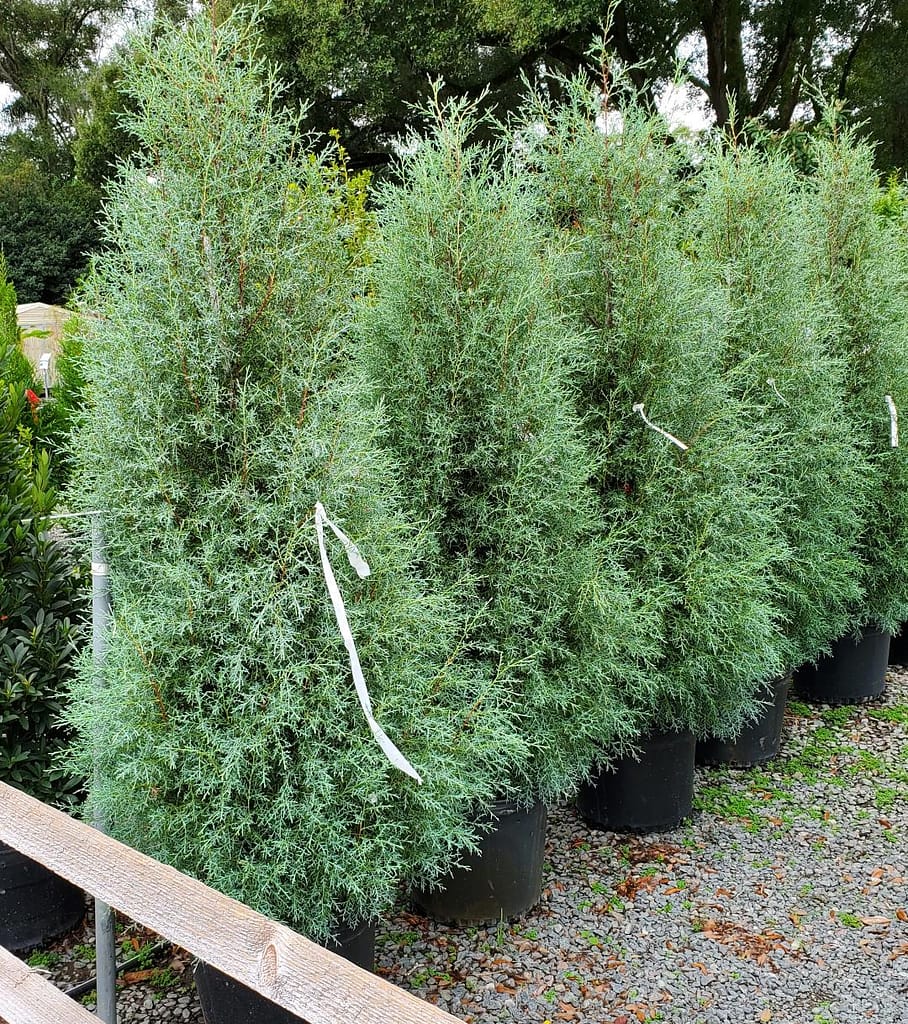 Carolina Sapphire Cypress Trees