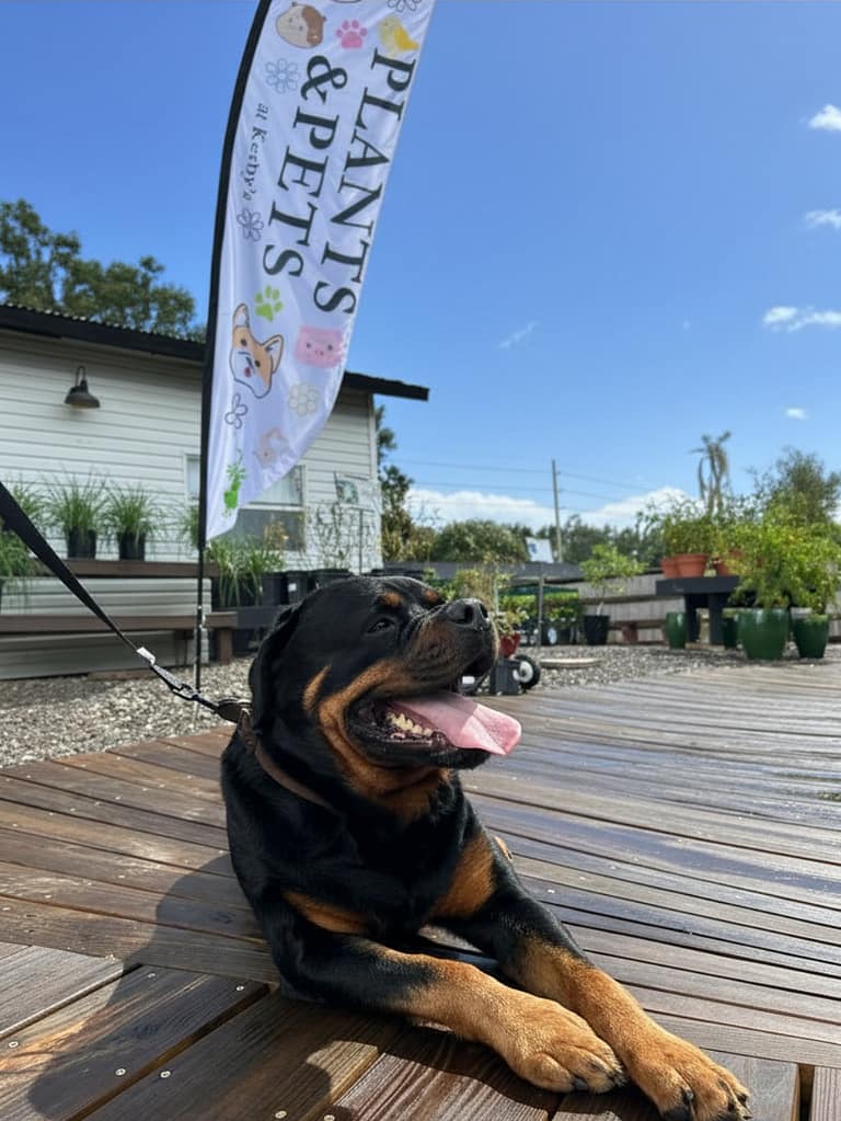 Dog Resting in front of Plants & Pets Sign