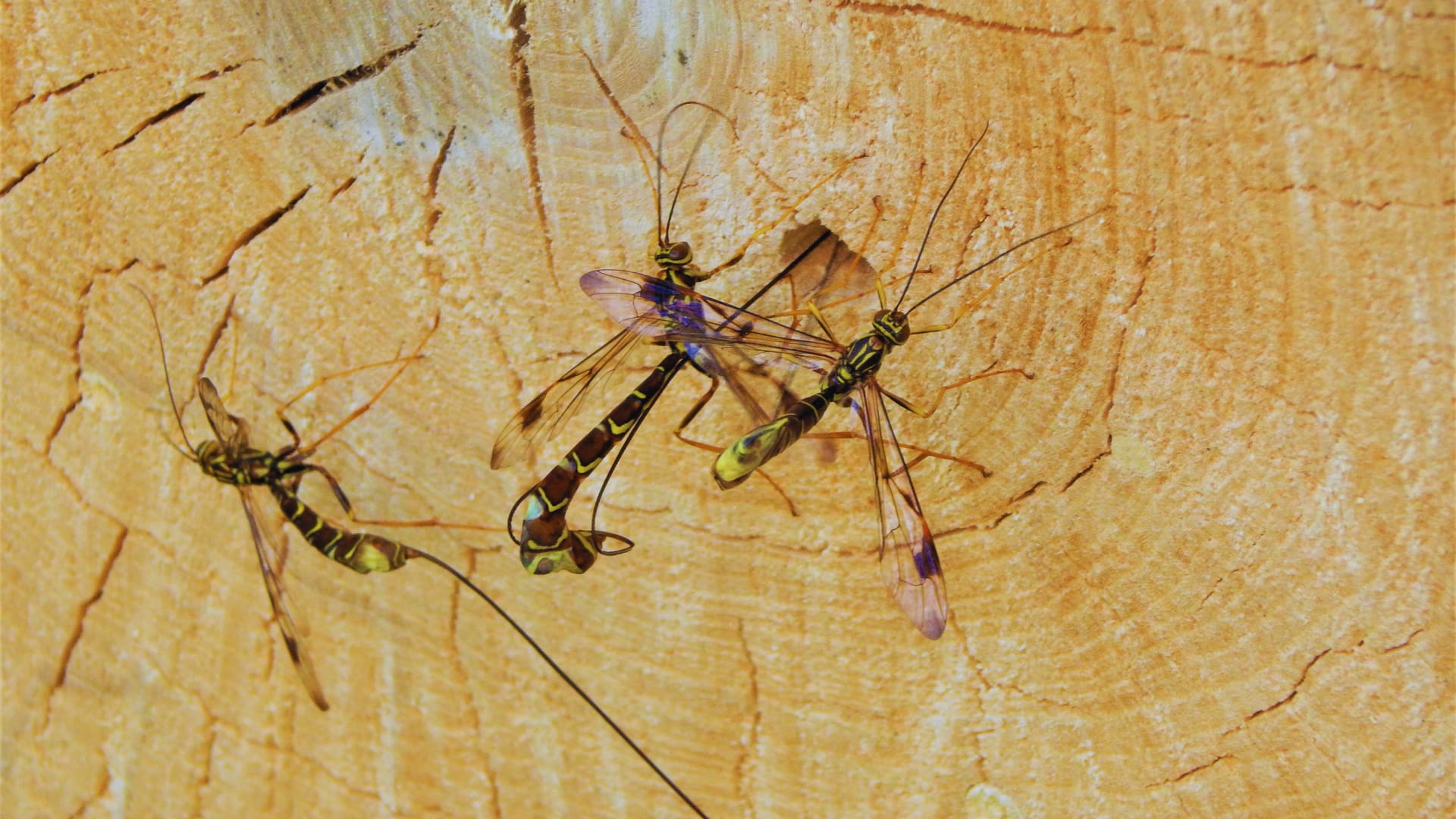Wasps on Wood