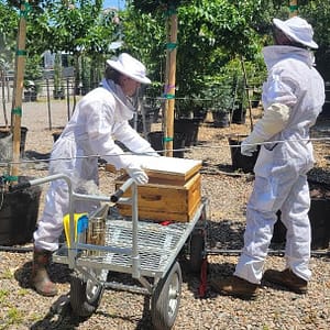 Woman and Man (Kim and Joey) in Bee Protection Suits, Capturing Bee Swarm